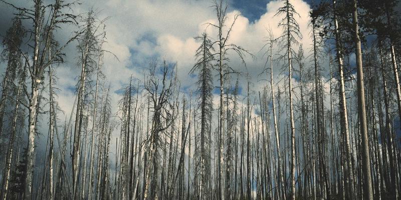 高尔夫杯赛事志愿者管理体系：培训、激励与应急响应机制