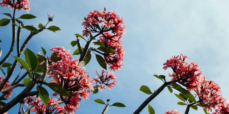 高尔夫杯赛事成功的关键：志愿者招募、培训与管理全攻略