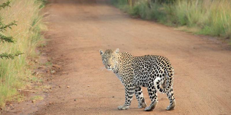 高尔夫杯赛事转播技术革新：如何重塑媒体版权价值与高尔夫用品市场格局