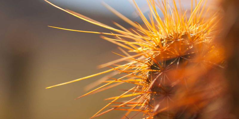 高尔夫杯赞助商权益激活：现场体验营销与品牌资产增值